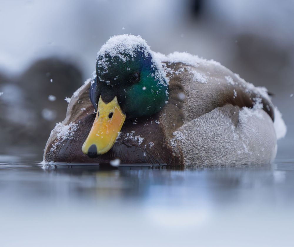A mallard duck with green head sits in cold water while snow falls around it creating a serene winter scene.