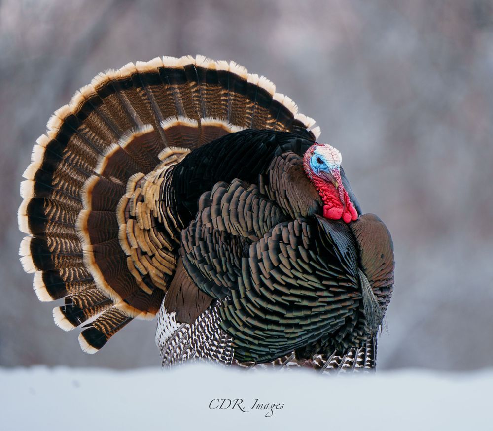 A wild turkey displays its fanned tail feathers and colorful red wattle while standing in snowy winter terrain.