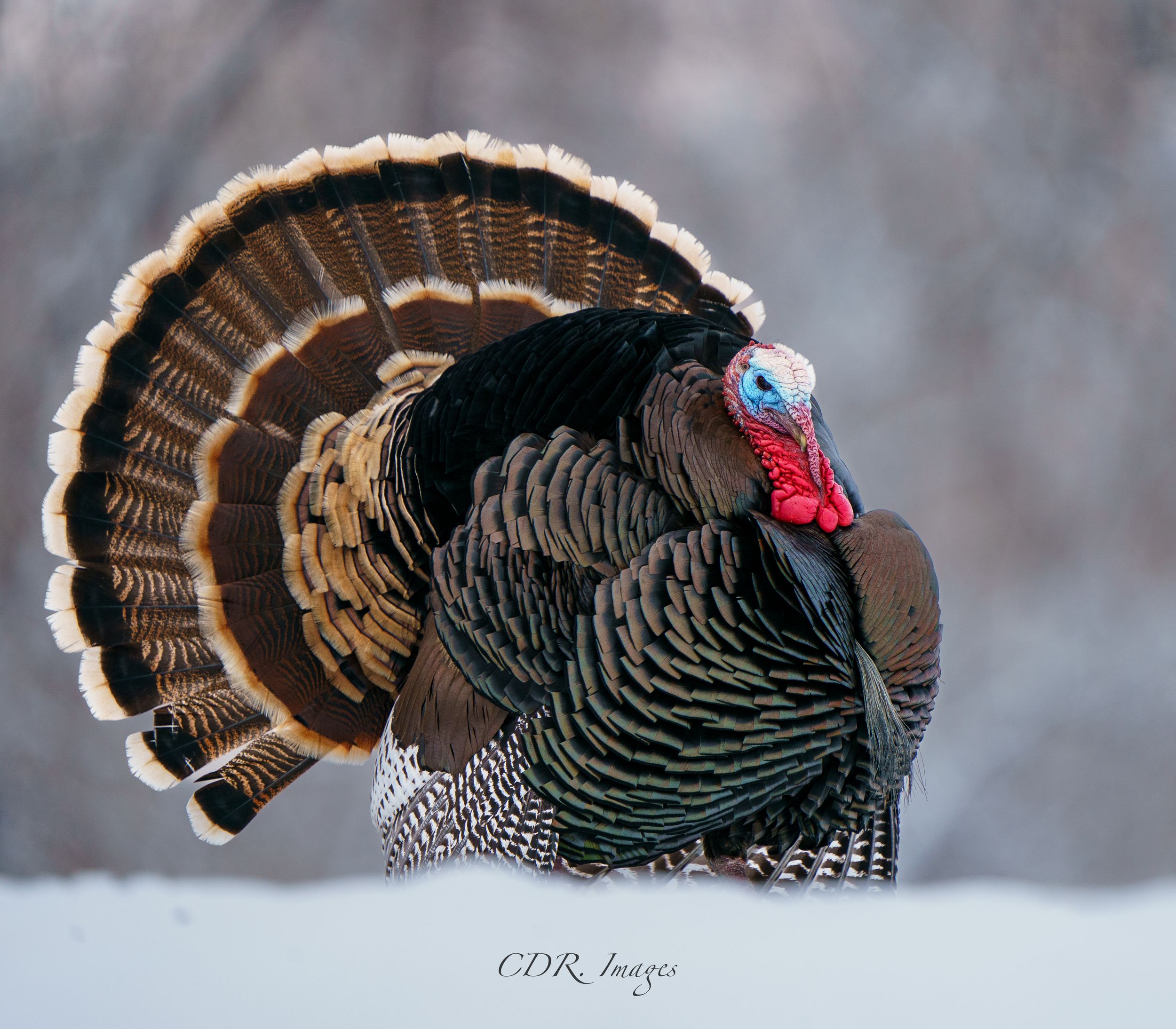 A wild turkey displays its fanned tail feathers and colorful red wattle while standing in snowy winter terrain.
