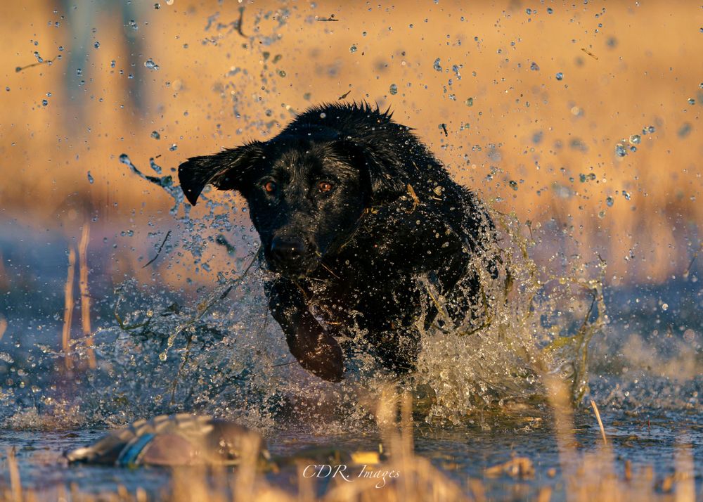 Black dog splashing and playing in water with water droplets spraying in golden sunset lighting.