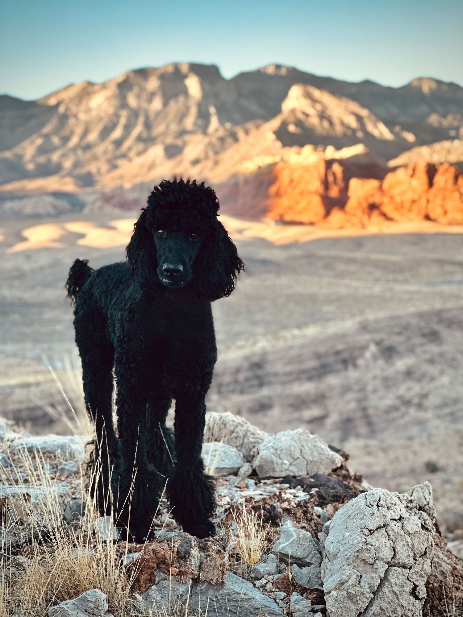 Black standard poodle stands majestically on rocks with red desert canyons and mountains in background at sunset.