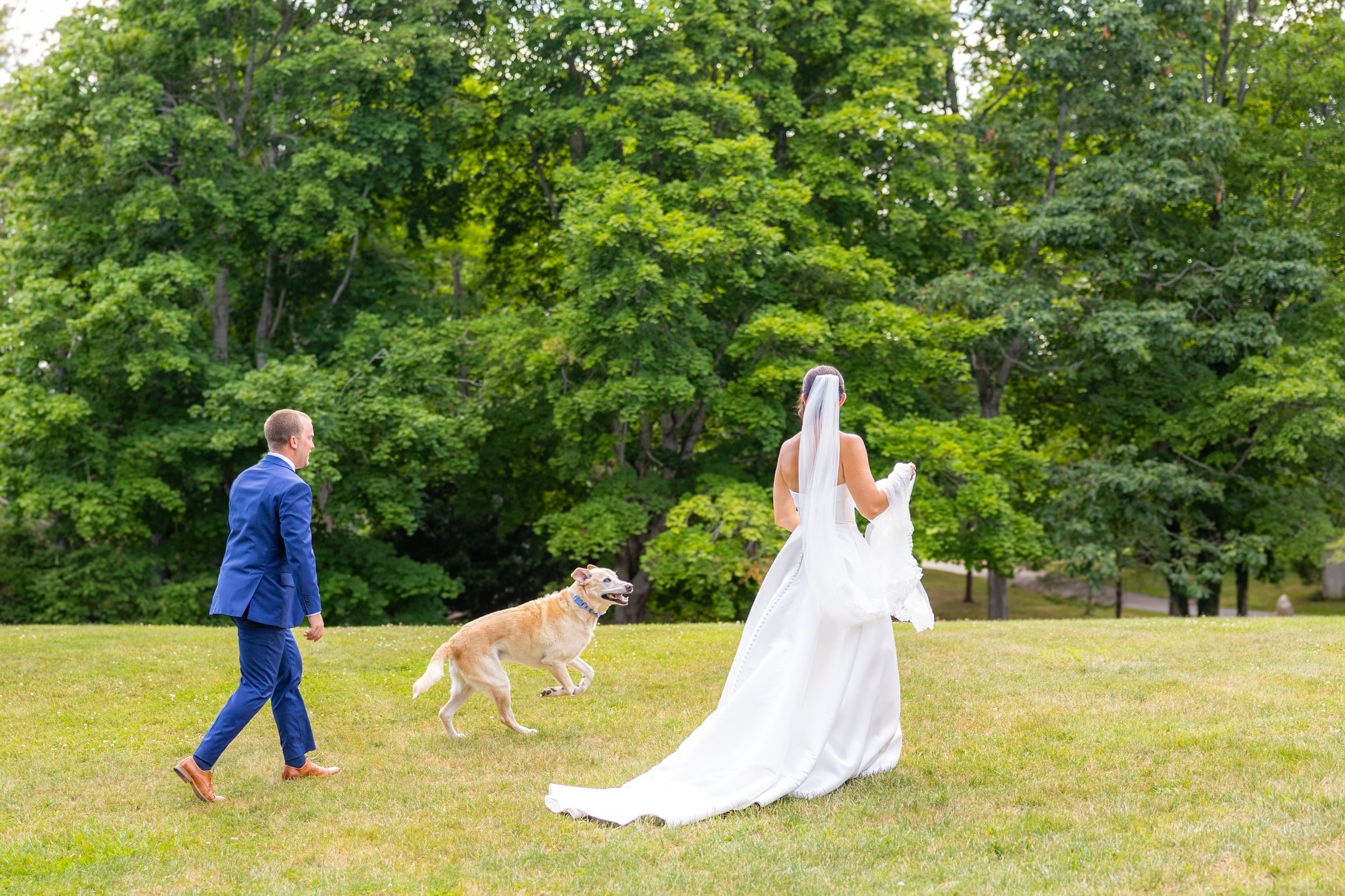 Bride and groom walking with golden retriever dog on green lawn with lush trees in background at outdoor wedding.