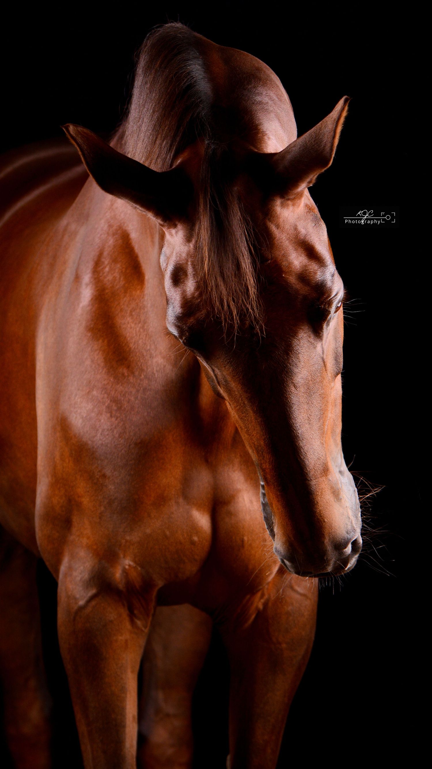 Vos paard tijdens Equine Fine Art fotoshoot