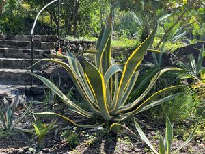 Large variegated agave plant with yellow-edged green leaves growing in a sunny garden with stone steps in the background.