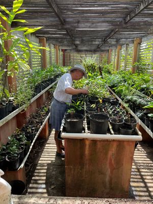 Person tending potted tropical plants in a rustic wooden greenhouse nursery with lush green foliage.