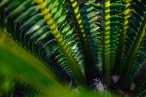 Close-up of vibrant green fern leaves with intricate patterns, showcasing lush tropical foliage in natural light.