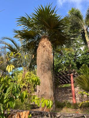 Tall fan palm tree with fibrous trunk surrounded by tropical plants against a blue sky.
