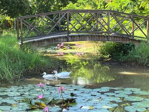 Swans glide past pink water lilies on a serene pond beneath a rustic wooden bridge surrounded by lush greenery.
