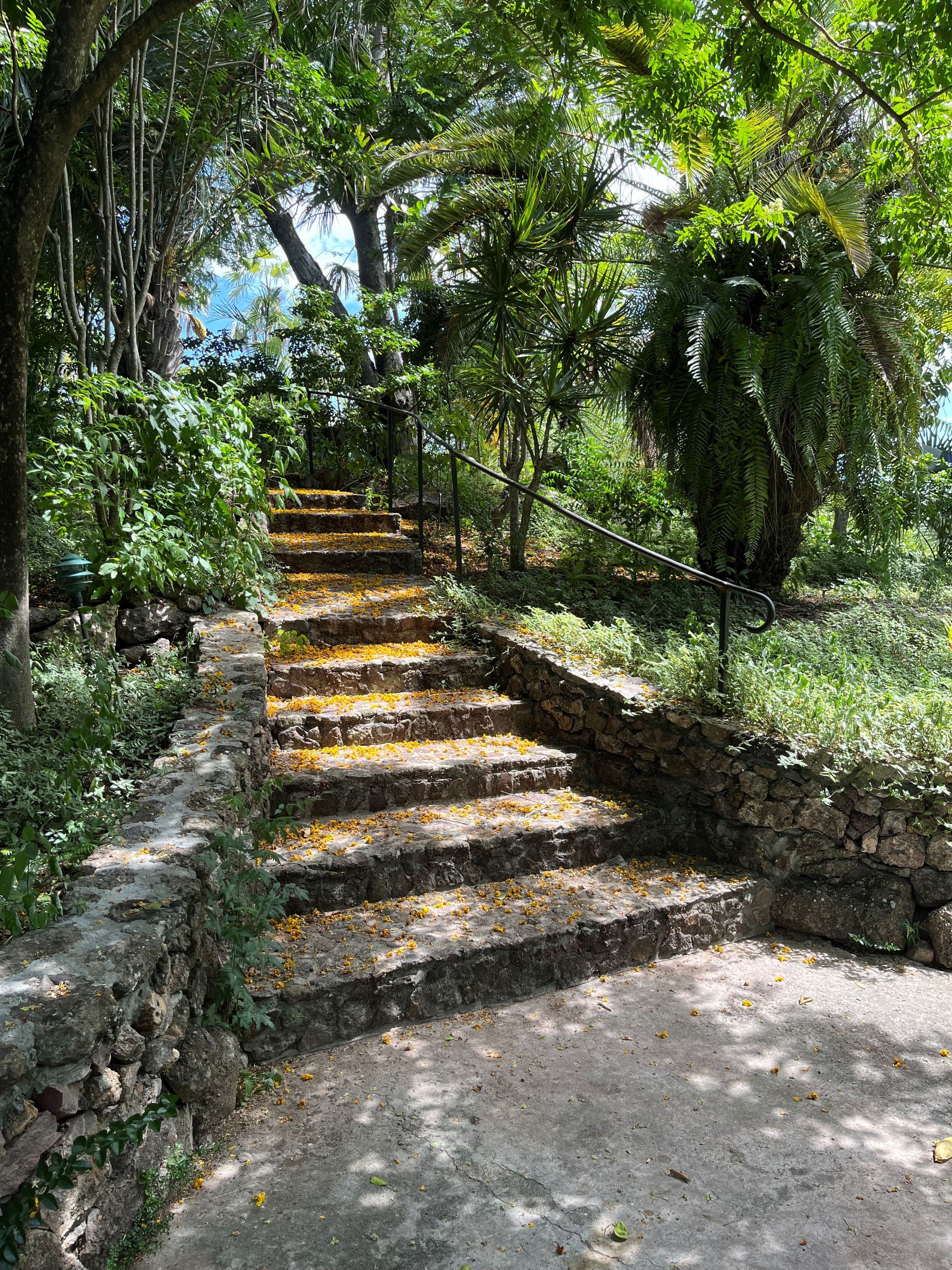 Stone steps with yellow lichen lead up through lush tropical garden with palm trees and metal handrail.