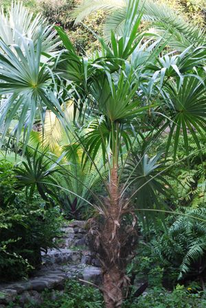 Tall fan palm tree with broad green fronds surrounded by lush tropical garden plants and stone steps.