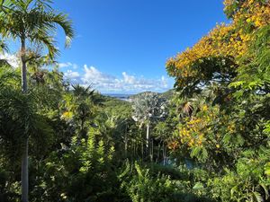 Lush tropical forest with tall palm trees and colorful foliage framing a scenic ocean view under a bright blue sky.