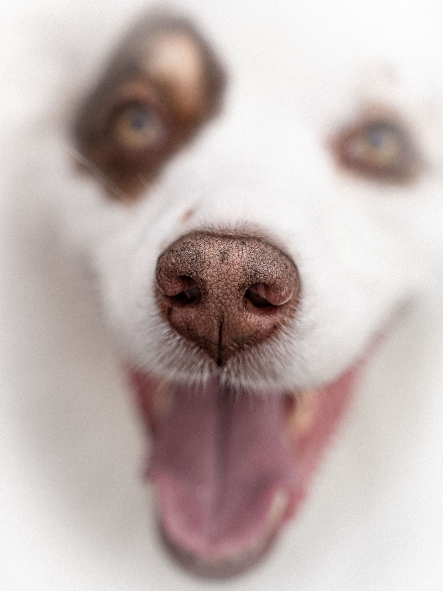 Close-up of a happy white dog with blue eyes, open mouth, and brown nose, captured in a fun fisheye perspective.