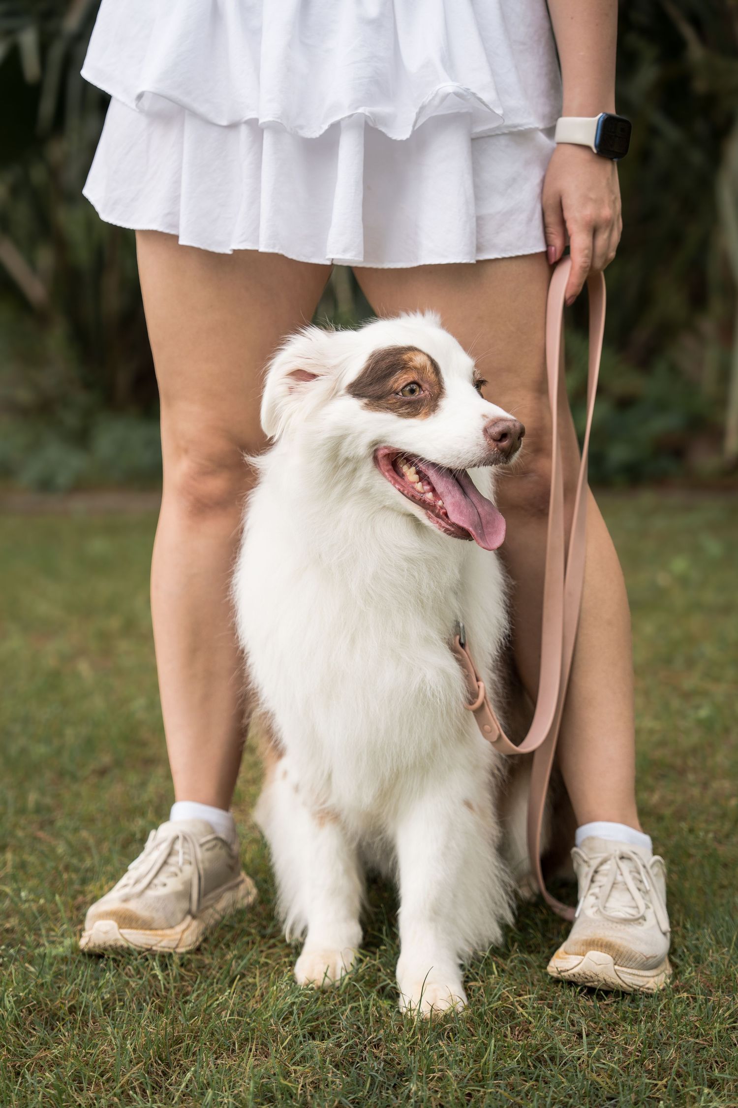Fluffy white and brown Australian Shepherd dog on leash sitting between owner's legs on grass.