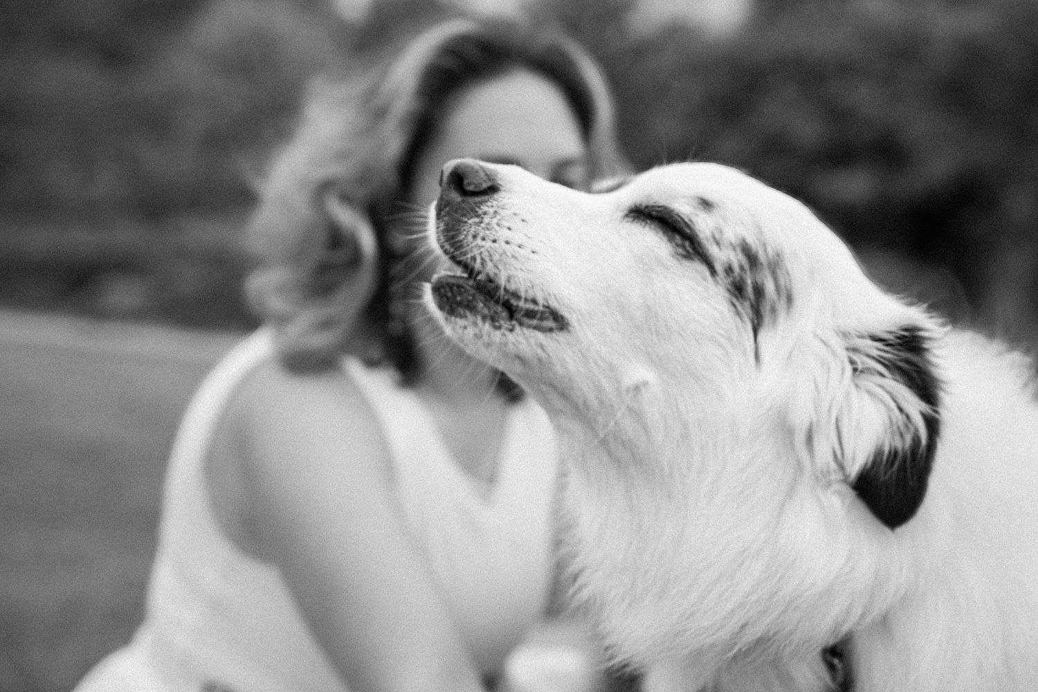Black and white portrait of Australian Shepherd dog looking up with woman sitting behind.