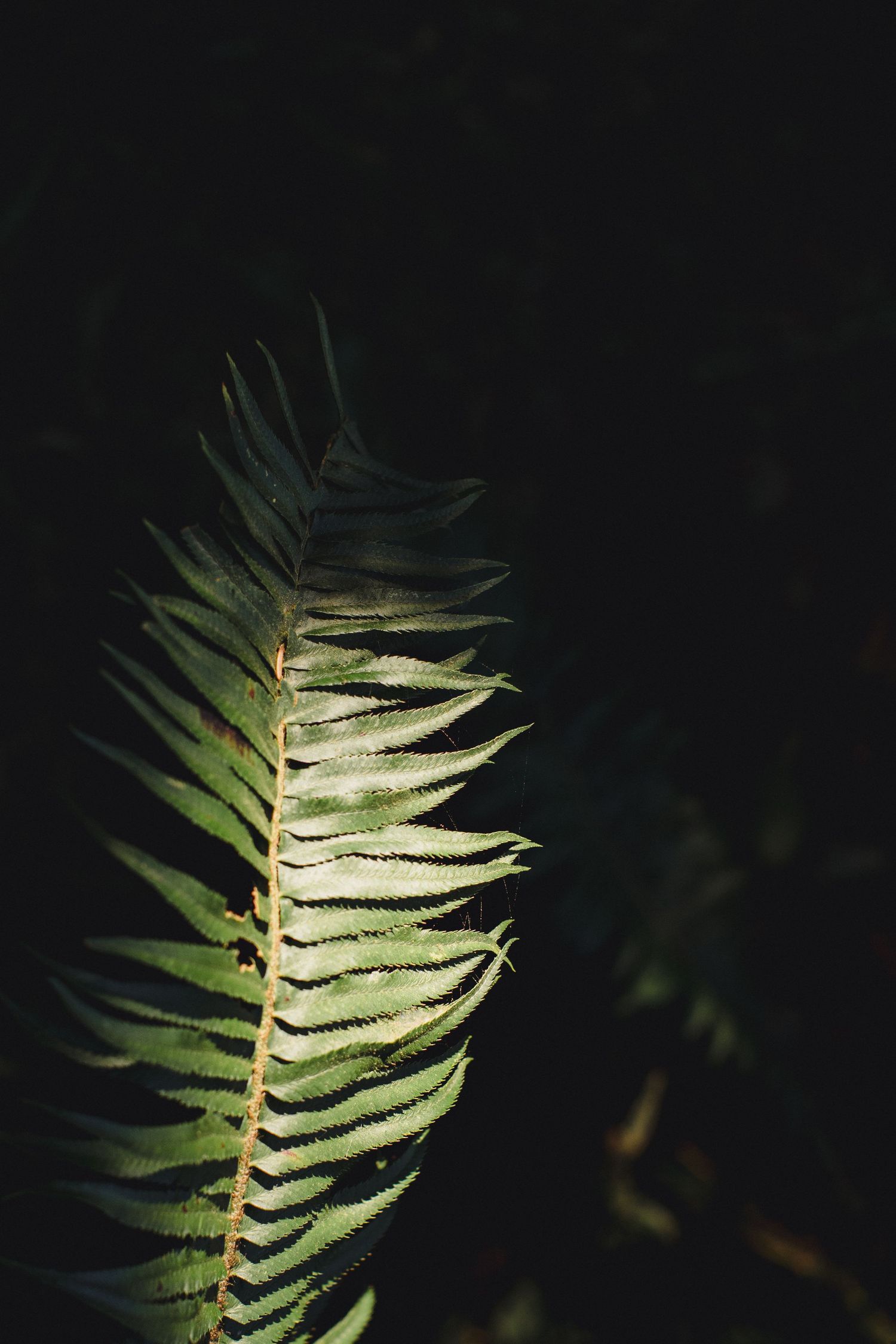 A single illuminated fern frond glowing against a dark background, highlighting its delicate green leaflets.
