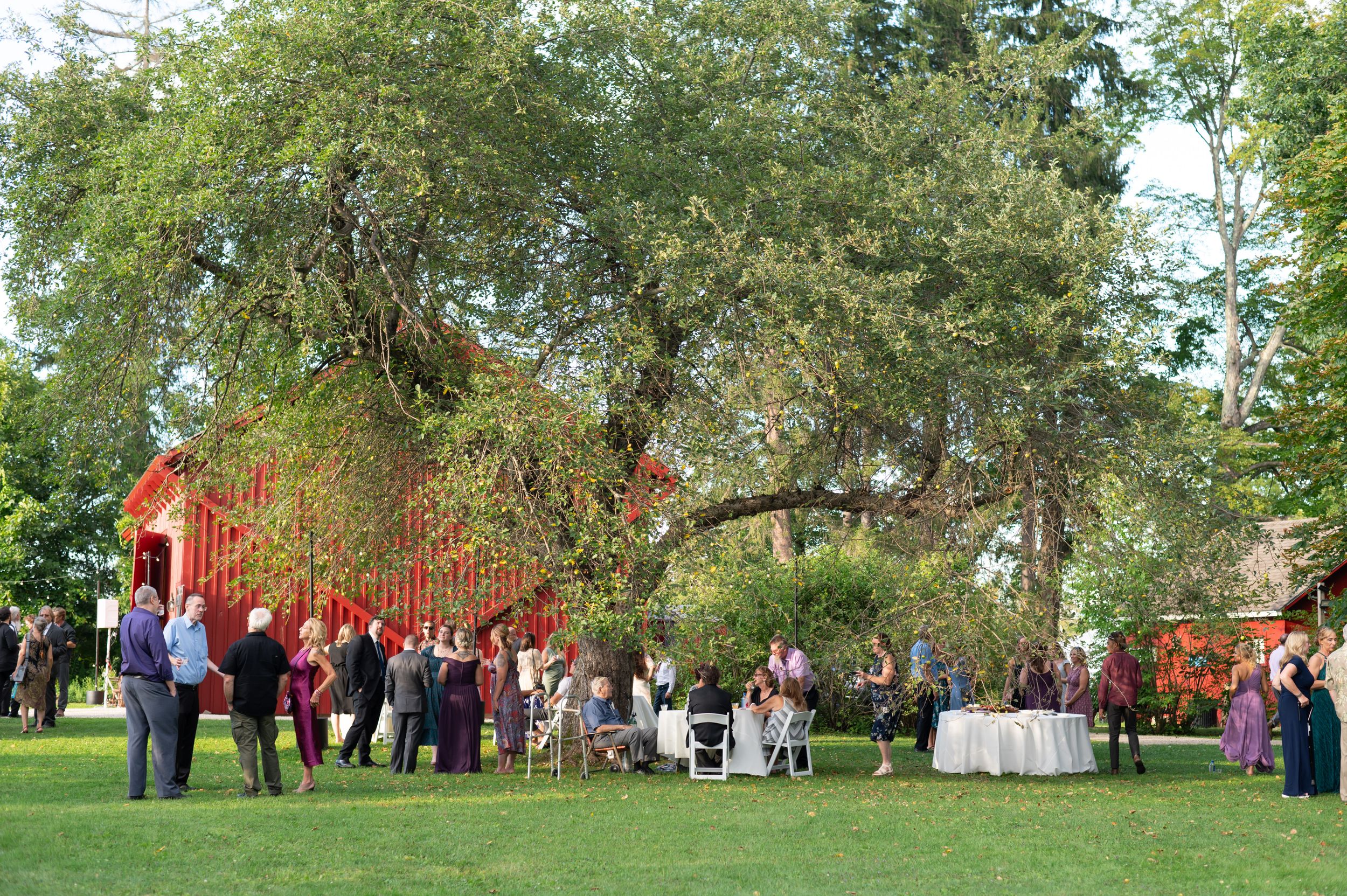 Outdoor garden party with guests mingling on green lawn beside a large tree and red barn at dusk.