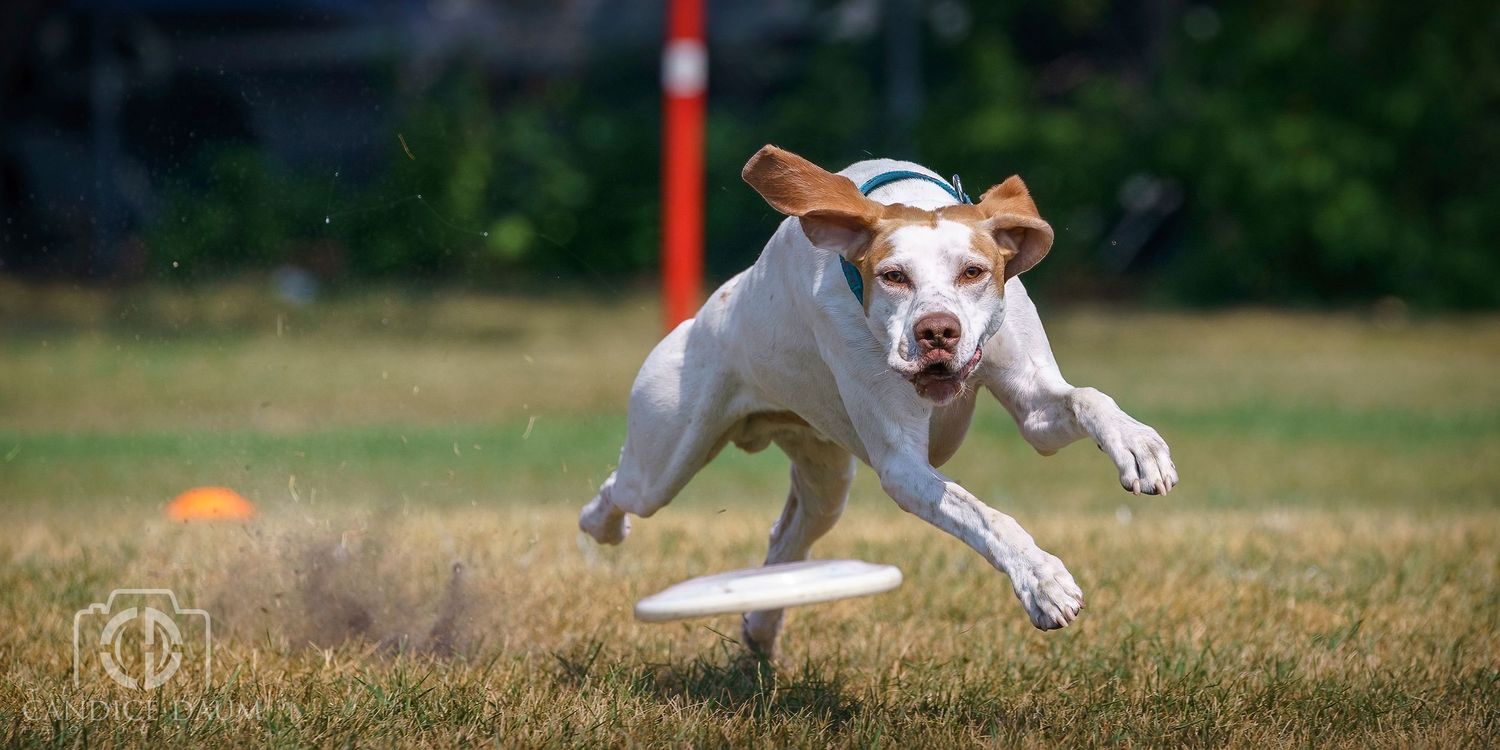 Dog vigorously shaking head with water droplets spraying in sunlit background.