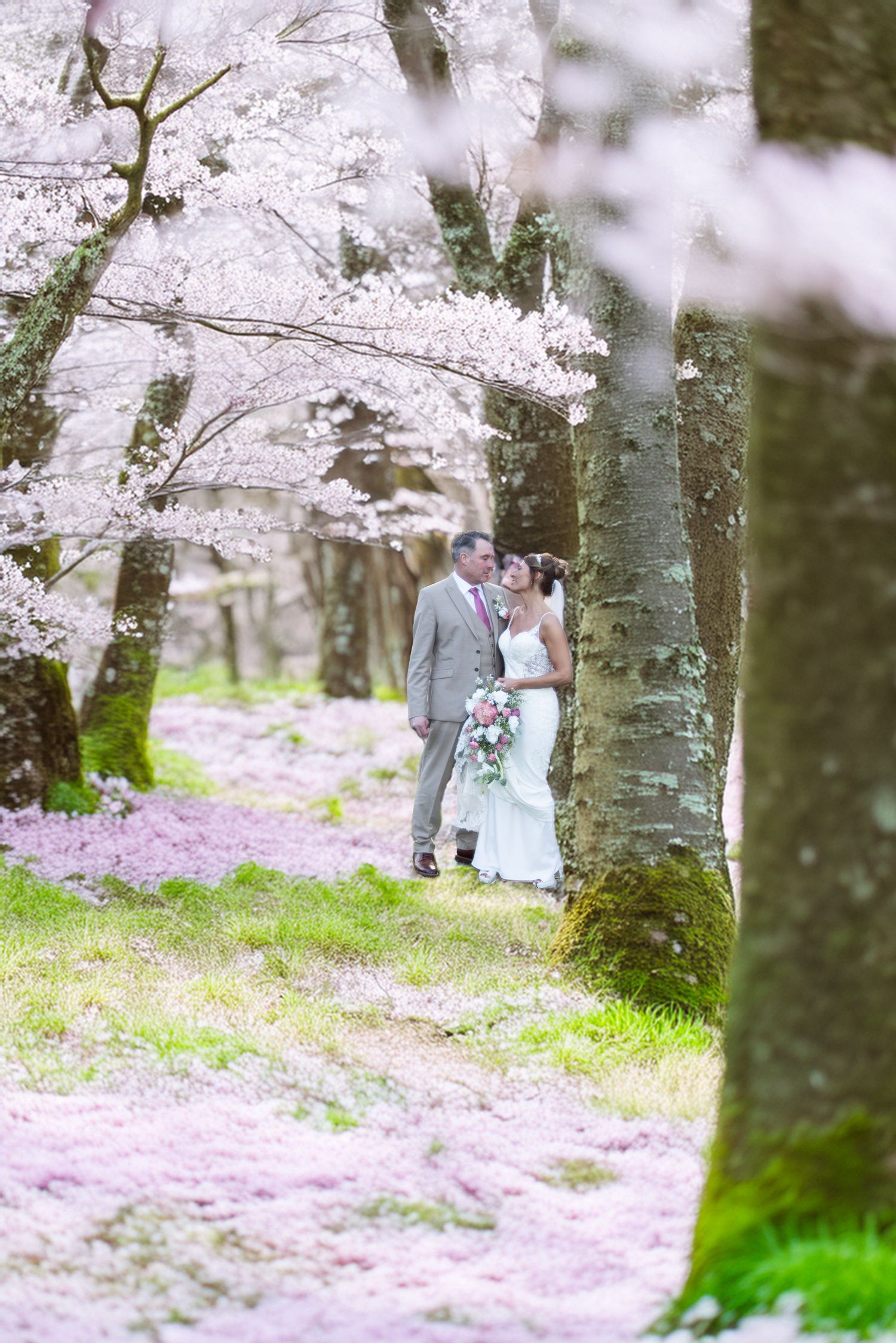 Bride and groom kissing under blooming cherry blossom trees with pink petals on ground.