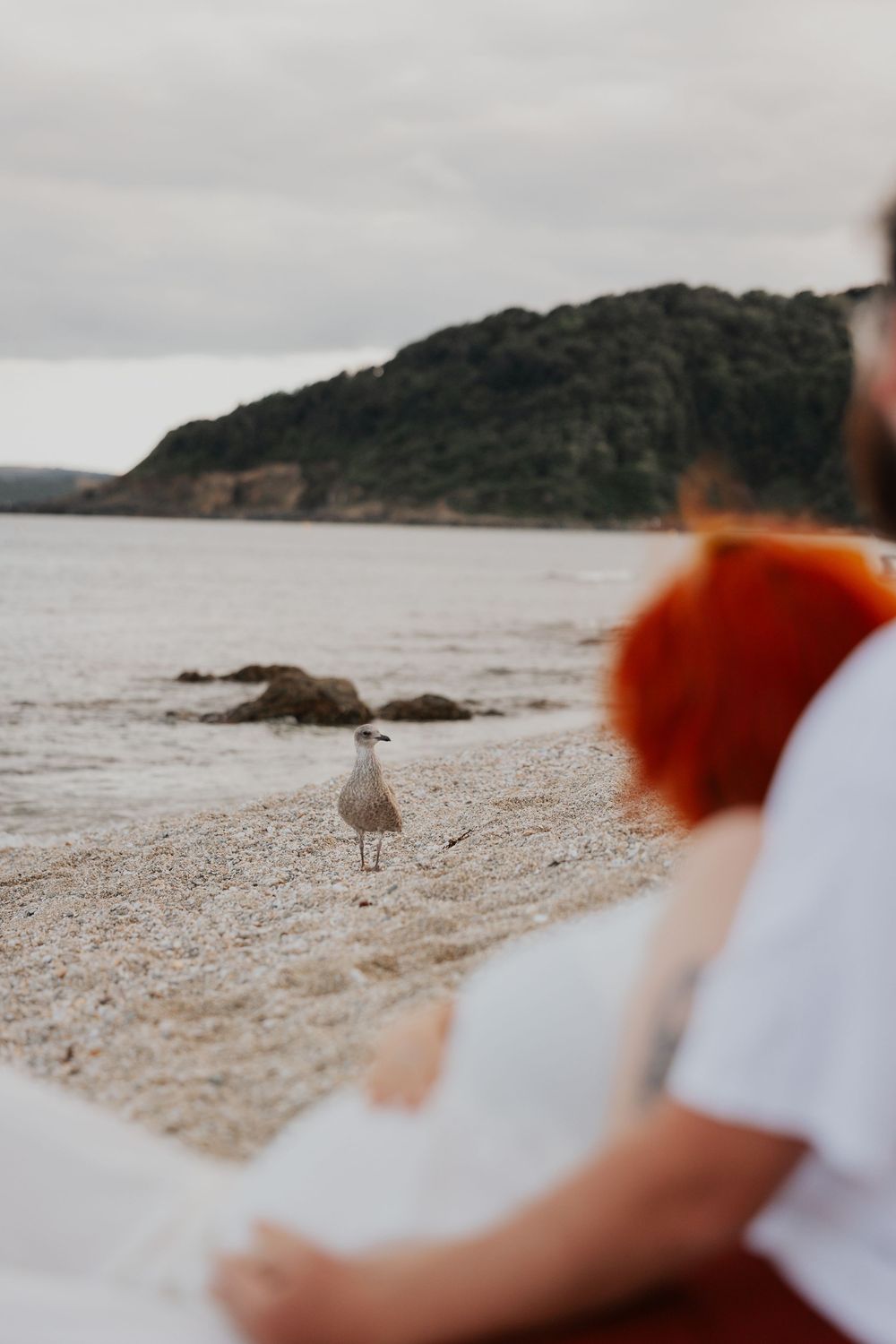 Blurred couple sitting on beach in foreground with a seagull standing on sand near rocky shoreline. Cornwall Maternity Photographer