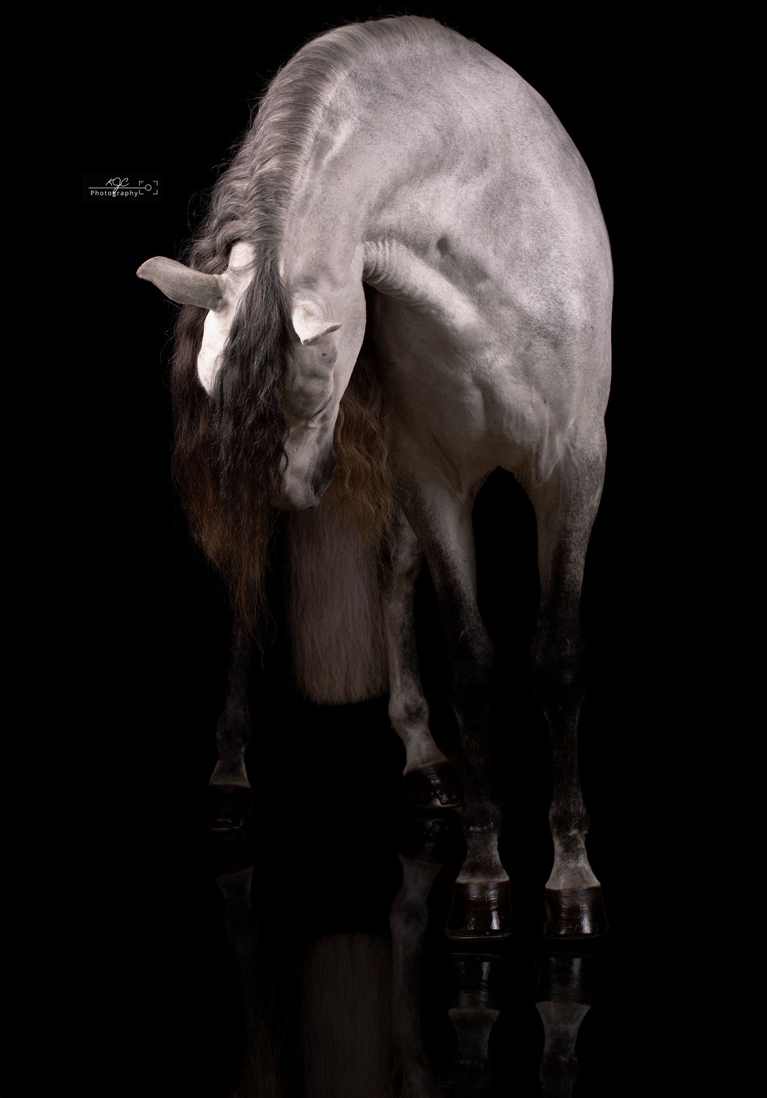 Krachtige PER Hengst in de mobiele studio tijdens een Equine Fine Art fotoshoot