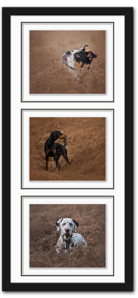 Collection of framed photos showing dogs playing in brown field.
