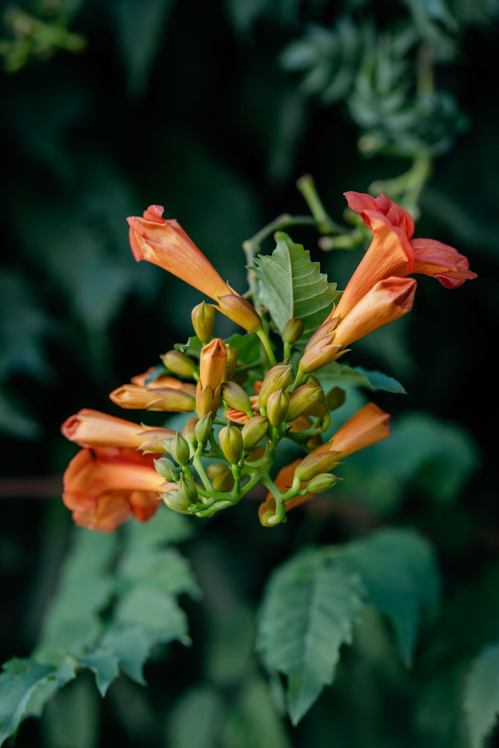Close-up of vibrant orange trumpet vine flowers with green leaves against a dark background.