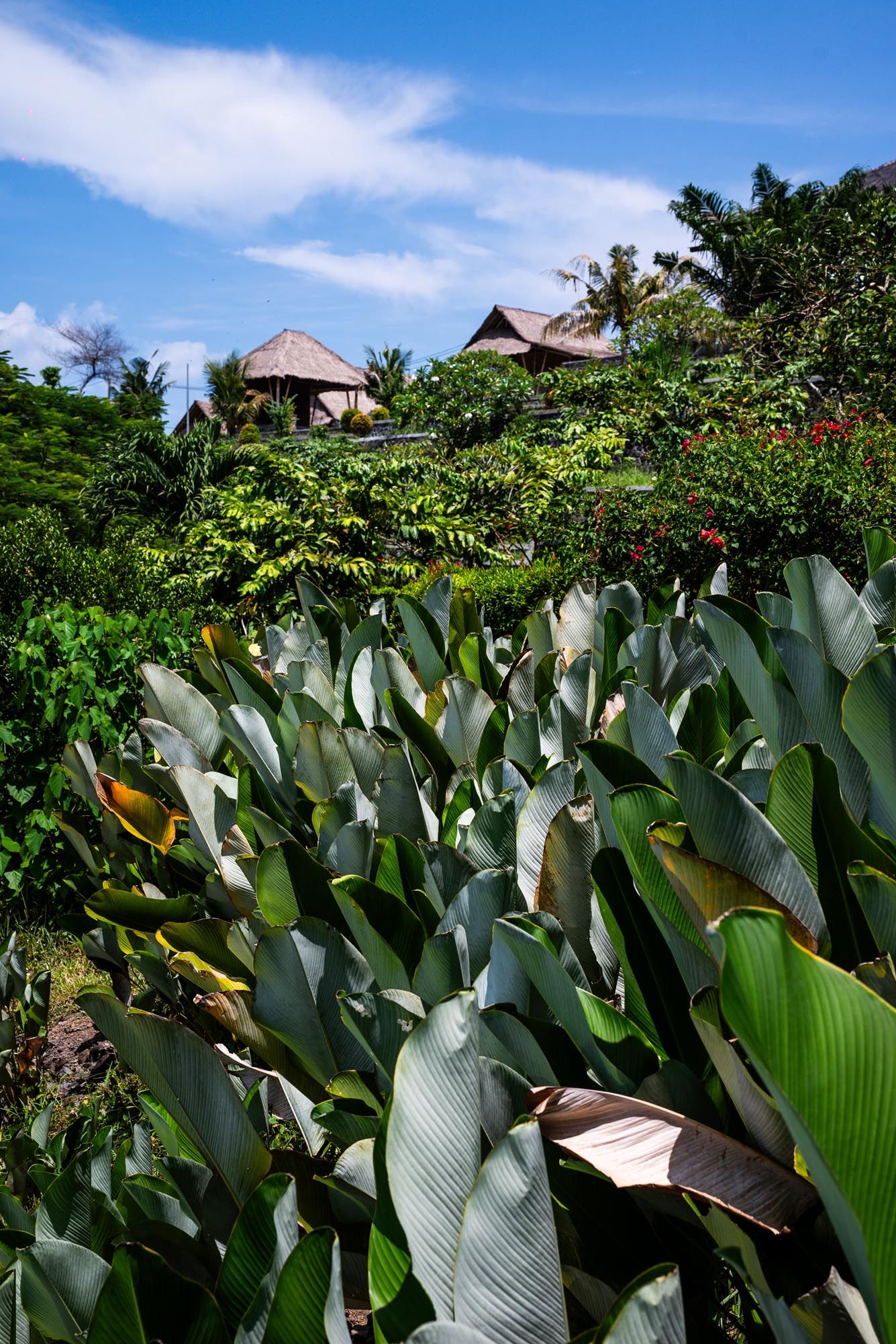 Lush tropical banana plants and dense greenery surround traditional thatched-roof villas under a blue sky in Bali.