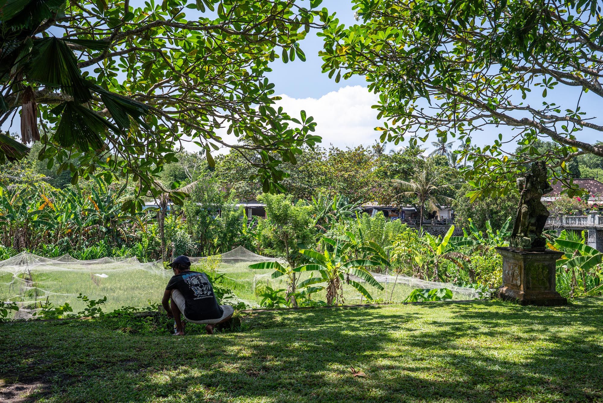 Person sitting on lush green grass under tropical trees in a serene garden with buildings visible in the background.