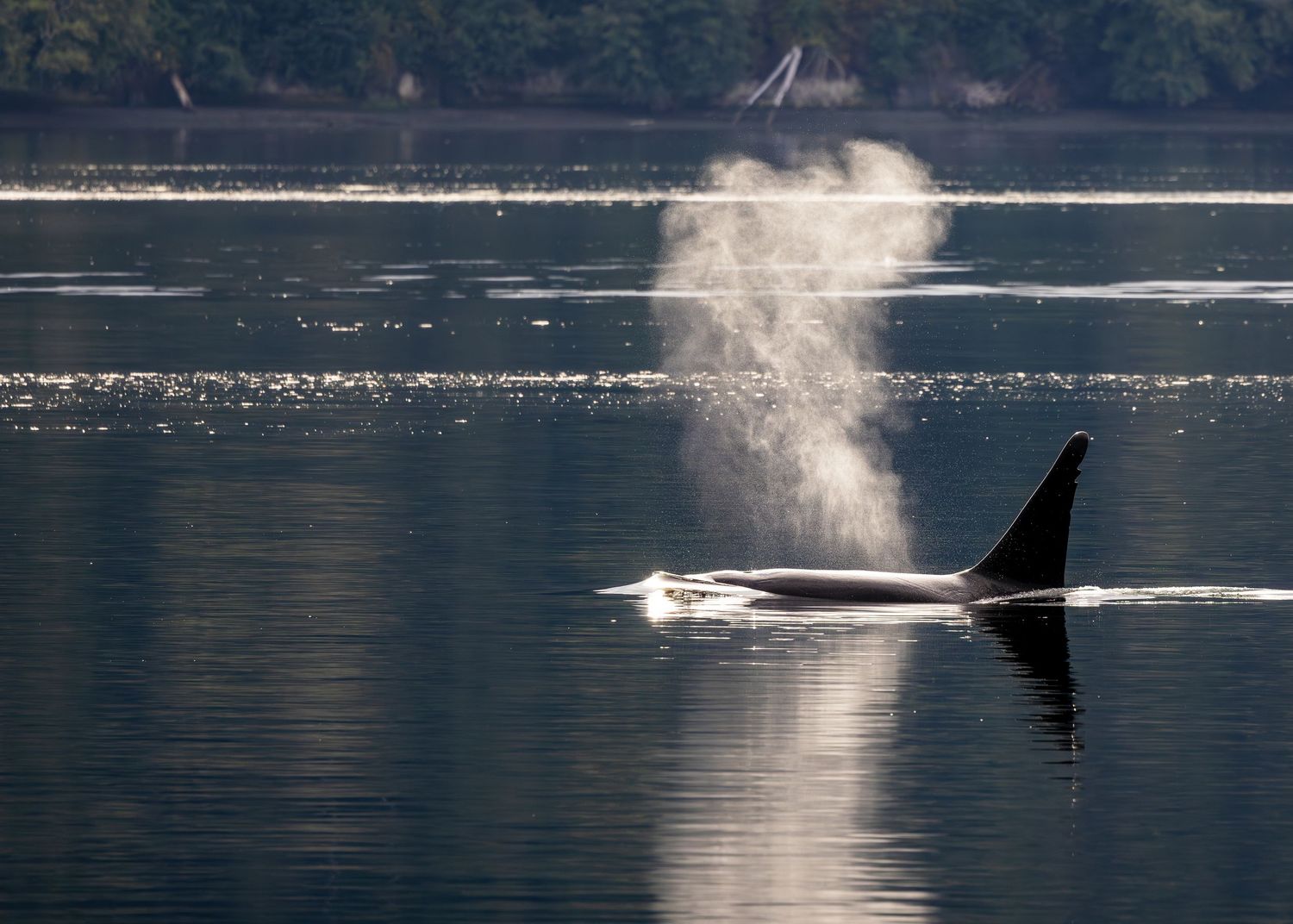 Transient killer whale T46D Strider seen surfacing near Vashon Island, Washington