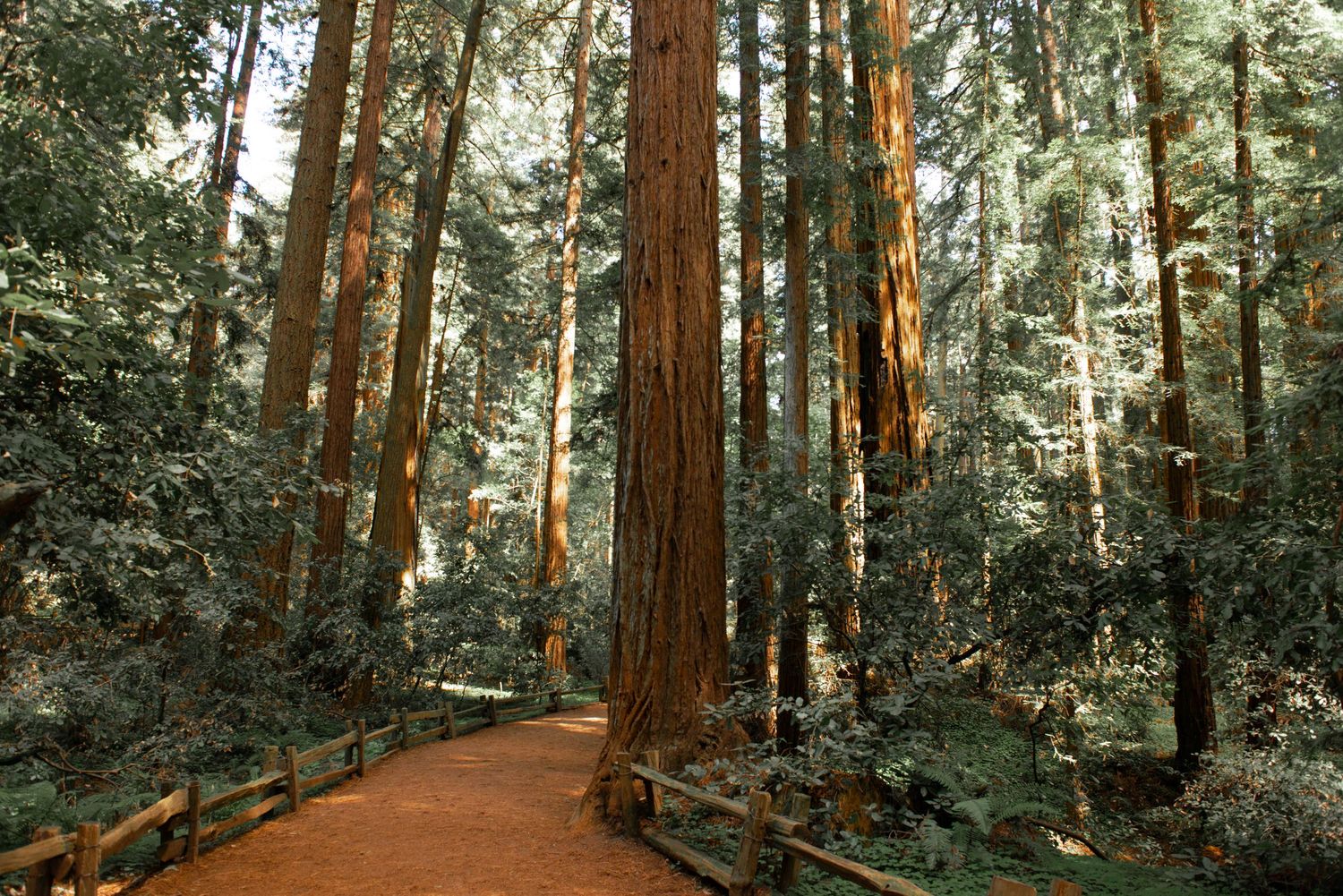 A serene redwood forest path with towering ancient trees and wooden fencing in Muir Woods National Monument.