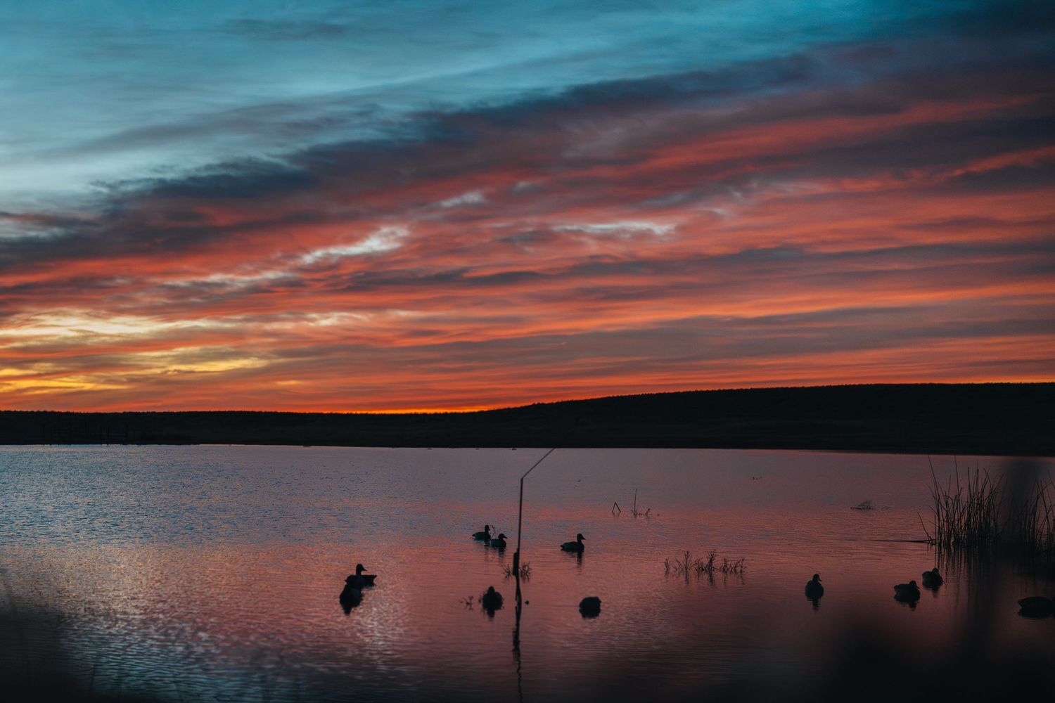 Silhouettes of ducks on a tranquil lake reflecting a vivid orange and blue sunset sky.