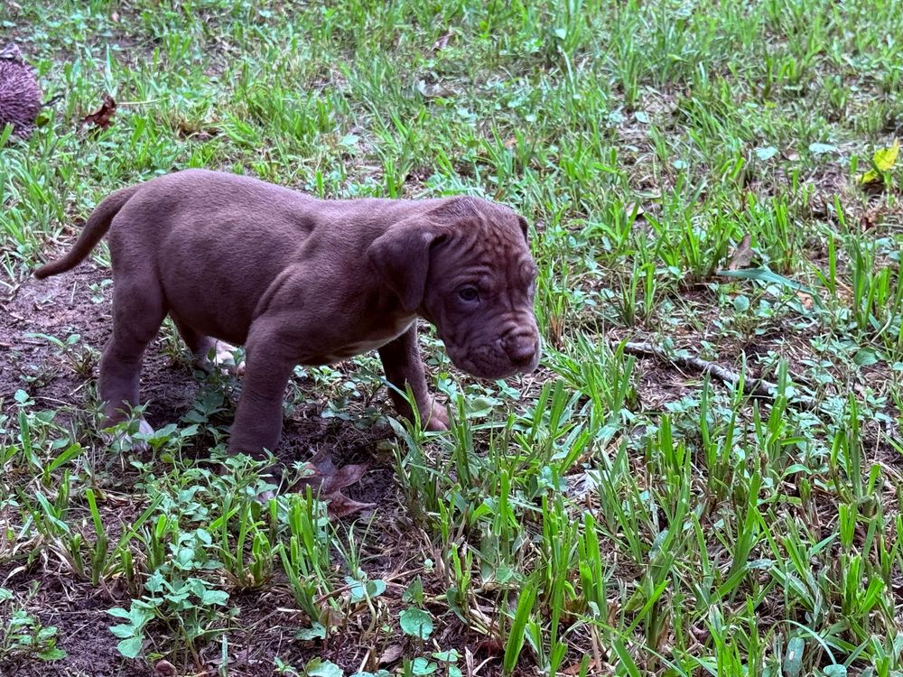 A tiny chocolate brown puppy explores green grass outdoors.