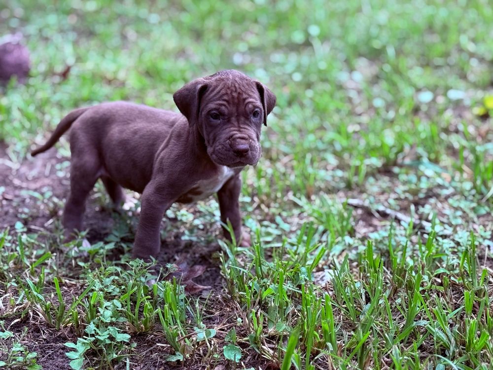 A small chocolate brown pit bull puppy stands alert in green grass, looking curiously at the camera.