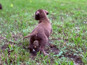 A small chocolate brown puppy explores green grass outdoors, sniffing the ground with its tail raised.