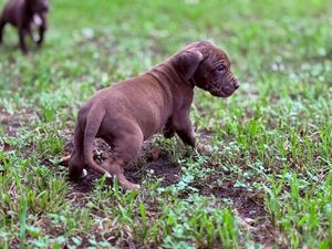 A small brown puppy sits in green grass outdoors.