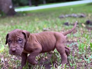 Tiny chocolate brown puppy standing on green grass, showing wrinkled face and stocky build.