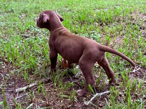 A young chocolate Weimaraner puppy stands alert on green grass, showcasing its sleek brown coat and athletic build.