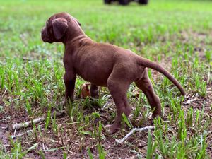 Young chocolate brown puppy standing sideways on grass, displaying lean muscular body profile.