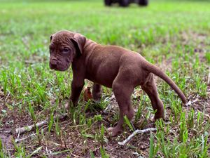 A small chocolate brown puppy stands in green grass outdoors, showcasing its stocky build and wrinkled face.
