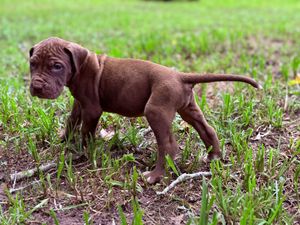 Chocolate brown puppy standing in green grass, showing wrinkled face and stocky build of a Dogue de Bordeaux breed.