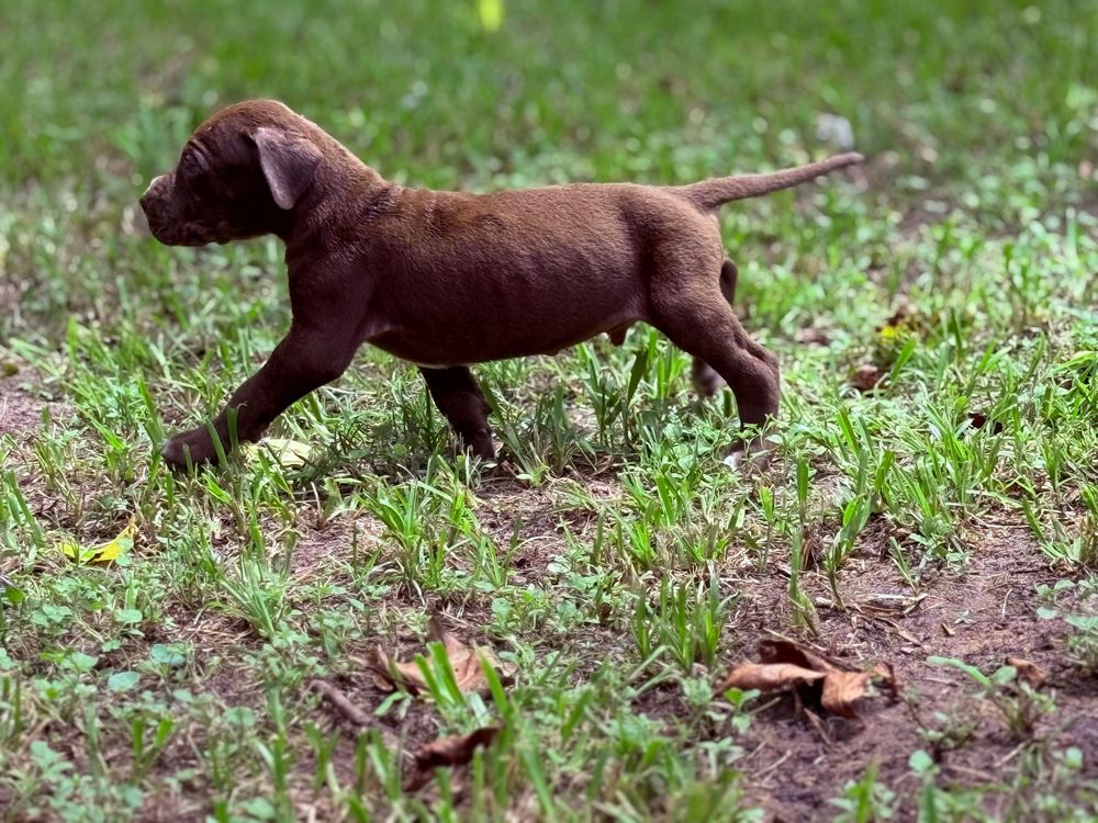 A chocolate Labrador puppy trots playfully across a grassy yard, showcasing its tiny frame and boundless energy.