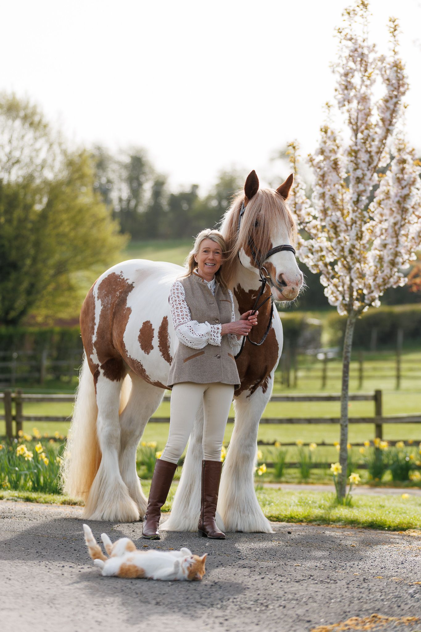 Three brown horses with saddles standing in a row on sandy ground with tall golden grass in the background.