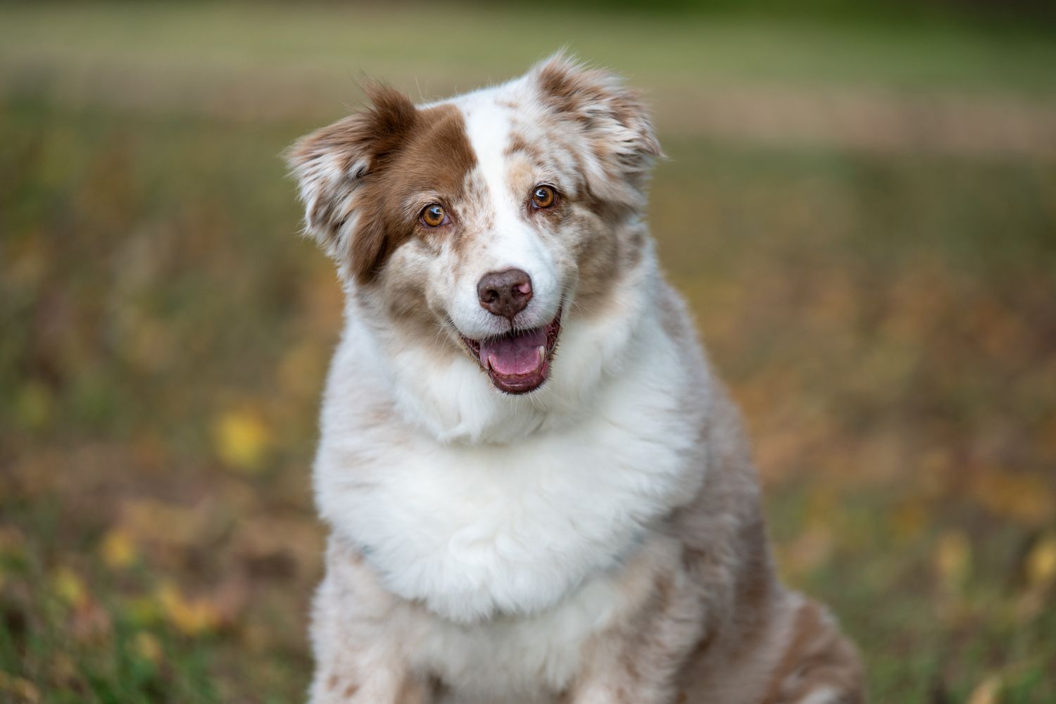 Clean, natural-looking dog portrait in soft outdoor light, Houston pet photography.