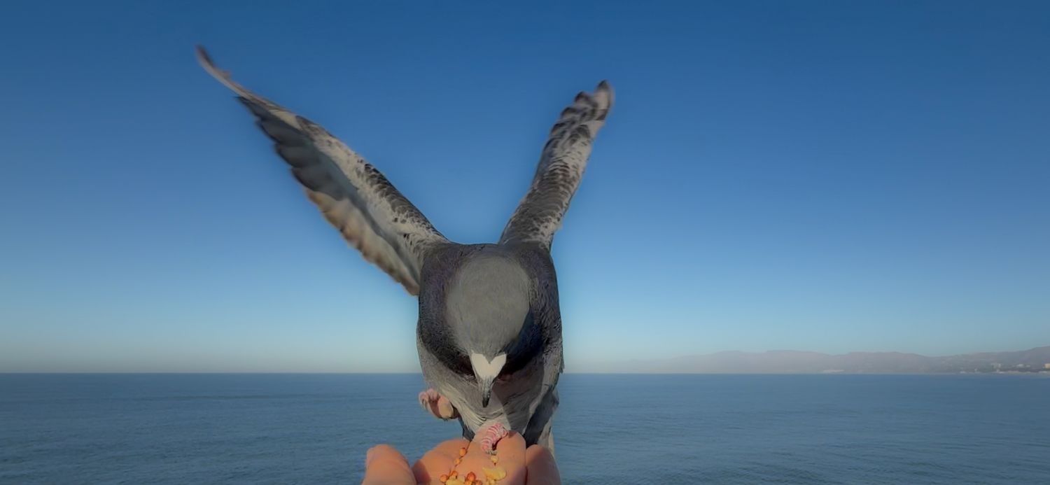 Close-up of a pigeon spreading wings against blue sky over ocean horizon.