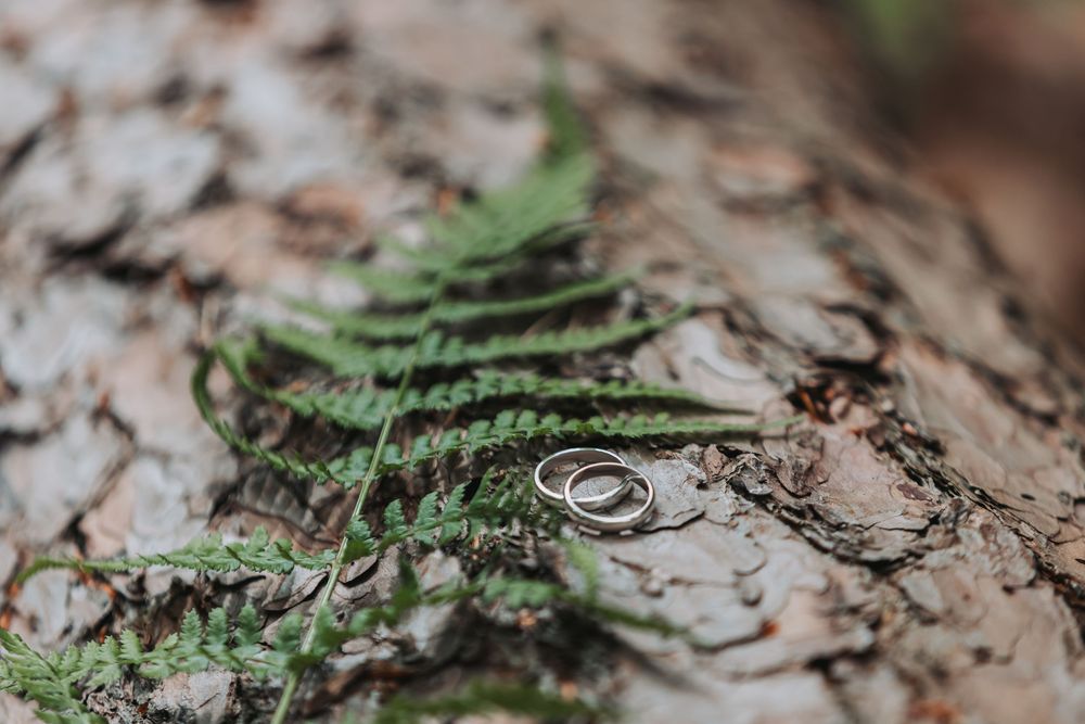 A close-up of rings on tree bark with fern details
