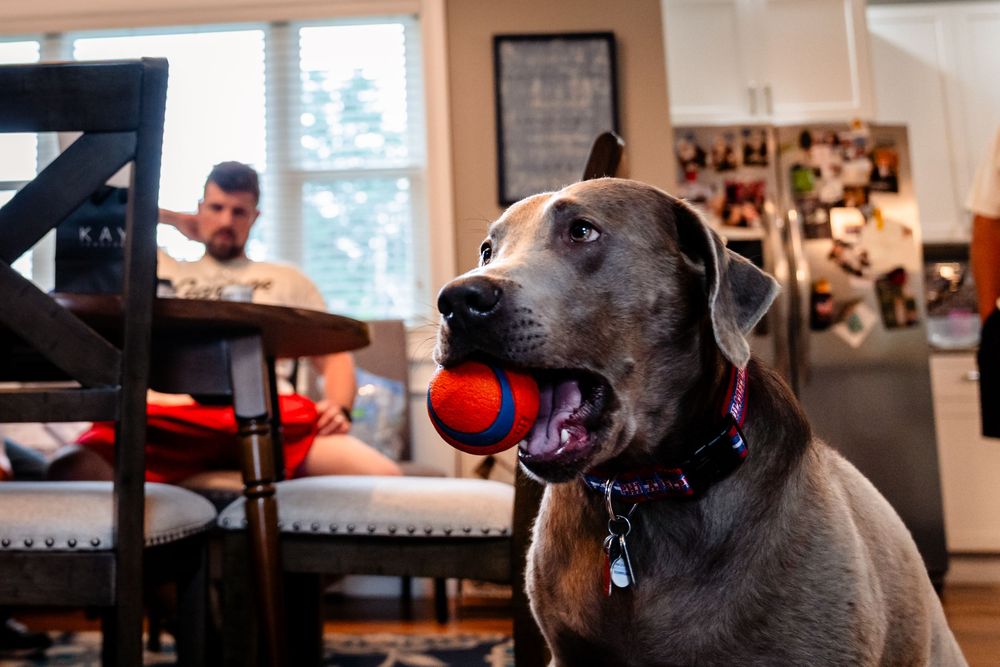 Gray Great Dane dog looking attentively at something off camera.