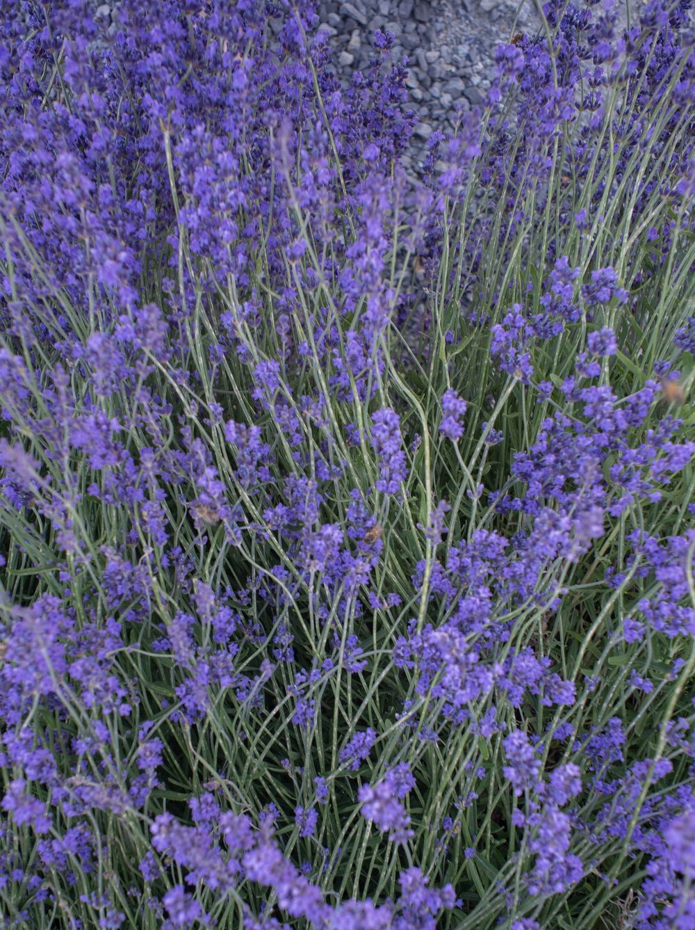 Purple lavender blooms sway in a garden, creating a vibrant field of delicate flowers against green stalks.