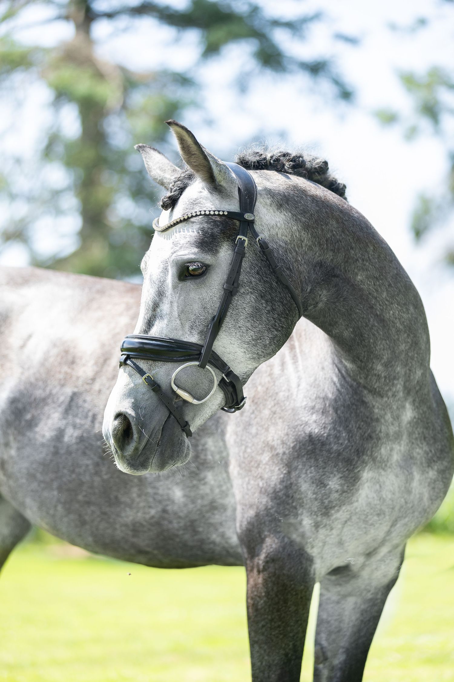 grey gelding, grey stallion, connemara stallion, sale horse ontario, hunter jumper horse, dressage sales horse ontario, schomberg horse farm