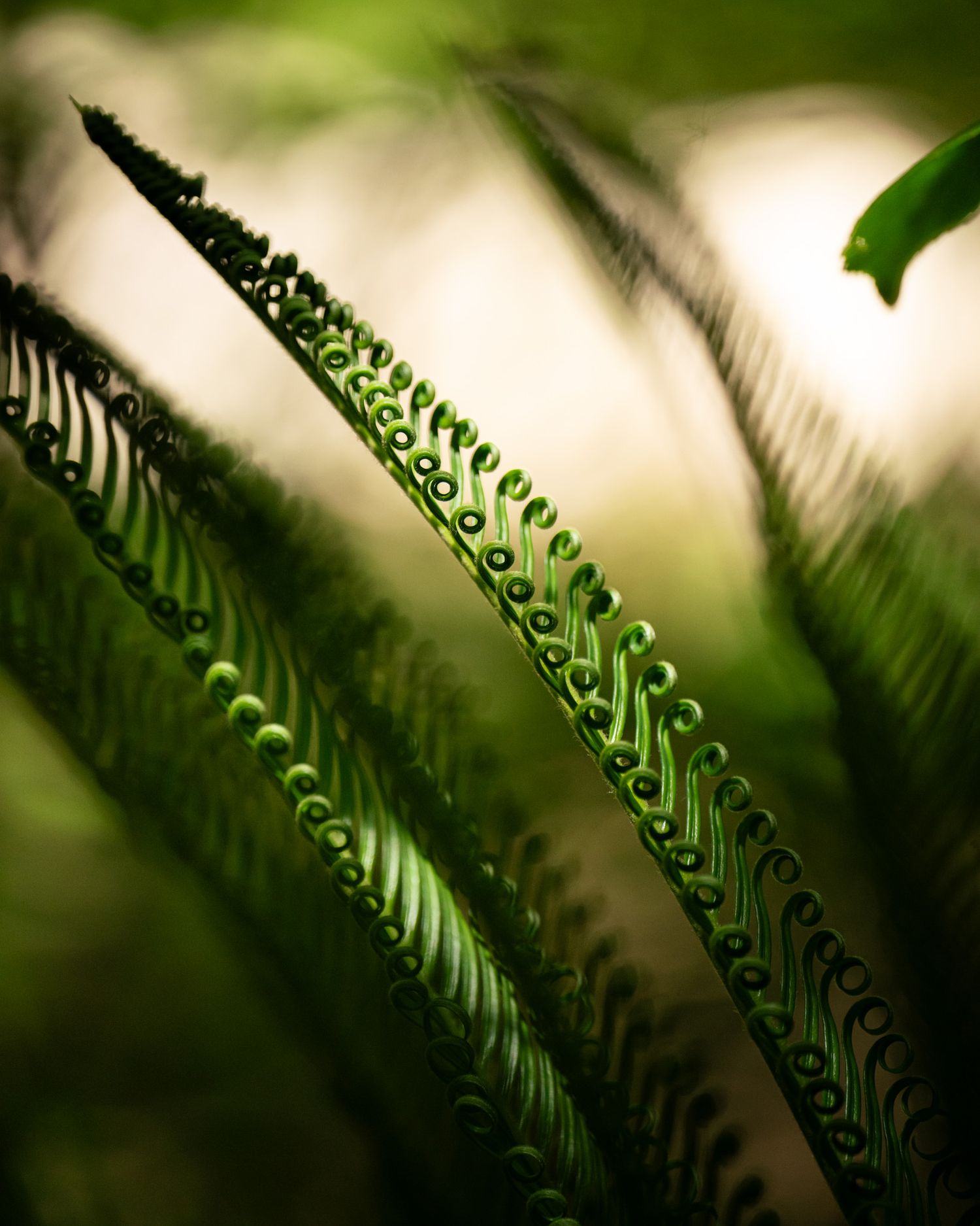 Macro shot of green fern fronds with intricate patterns in soft focus.