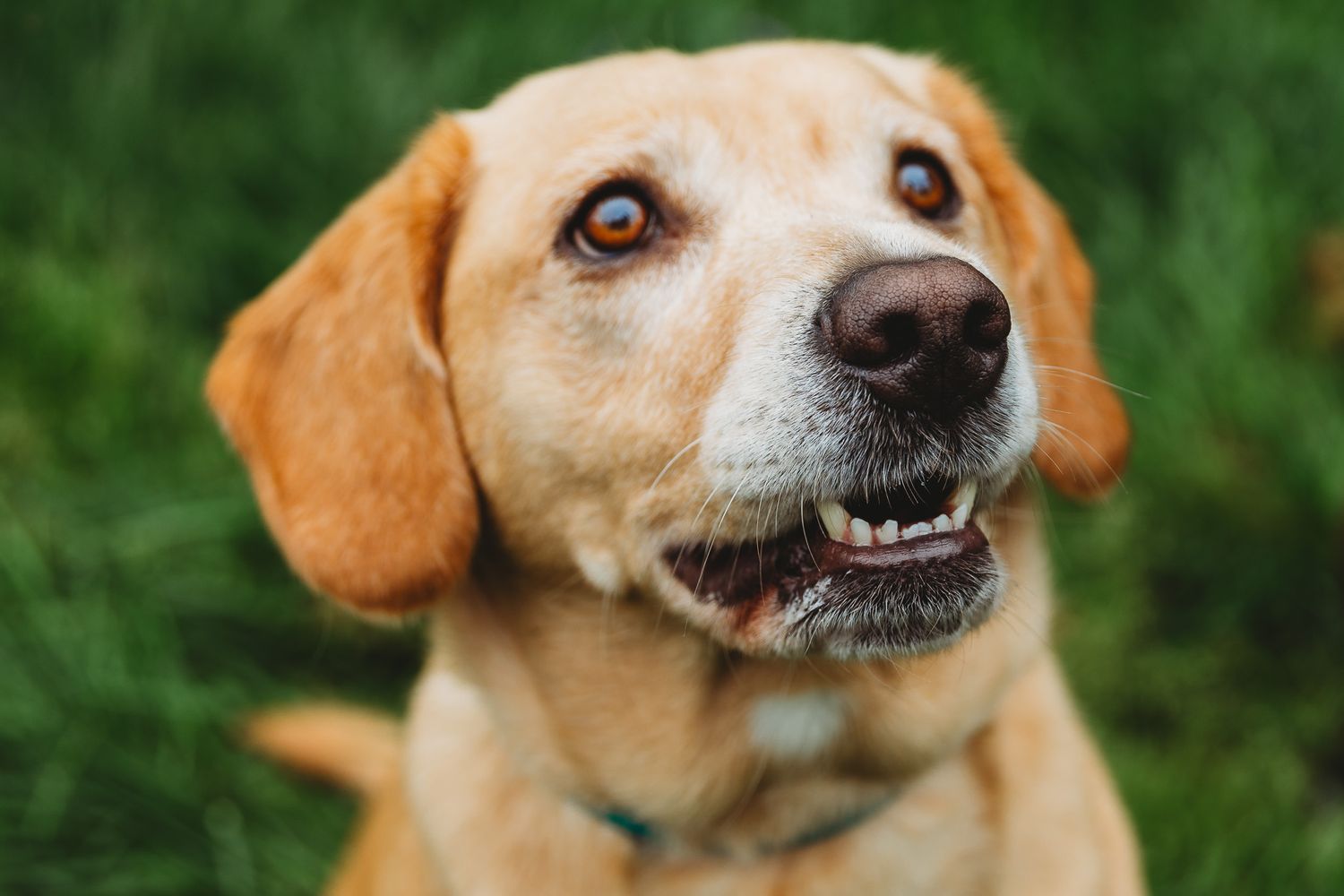 A golden-colored dog with floppy ears makes a series of expressive faces showing different emotions and expressions.